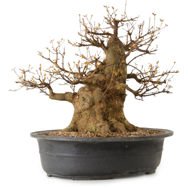 Acer buergerianum, 47 cm, ± 35 anni, con nebari di 35 cm