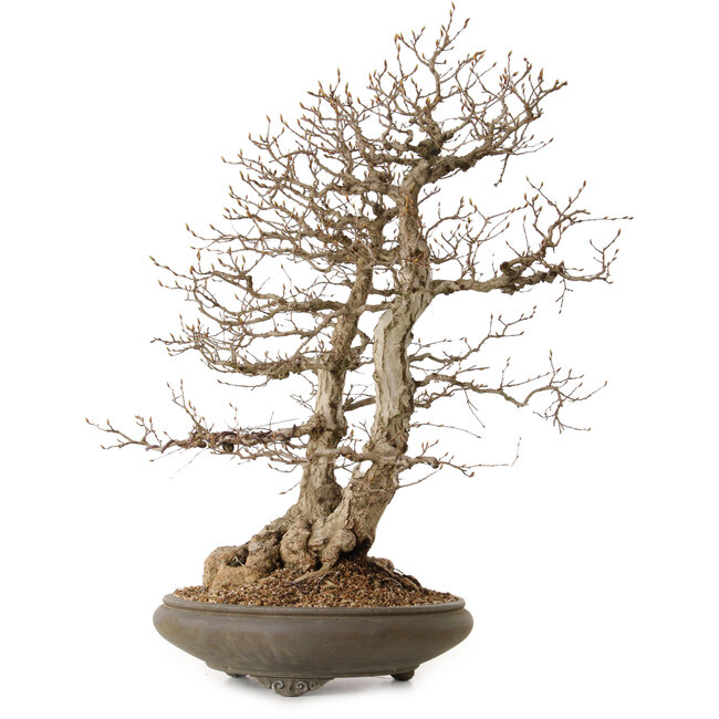 Carpinus coreana, 73 cm, ± 35 ans, avec un nebari de 24 cm