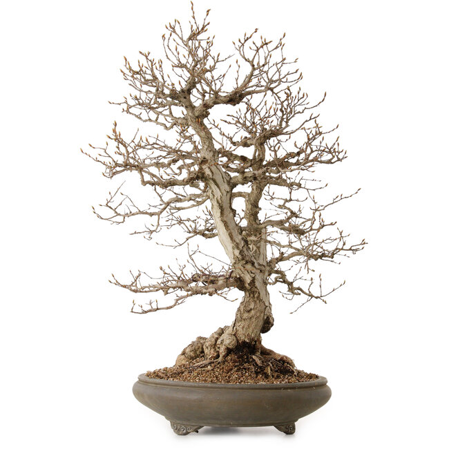 Carpinus coreana, 73 cm, ± 35 Jahre alt, mit einem Nebari von 24 cm