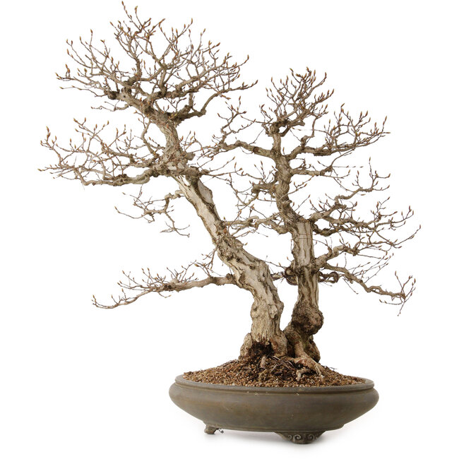 Carpinus coreana, 73 cm, ± 35 anni, con nebari di 24 cm