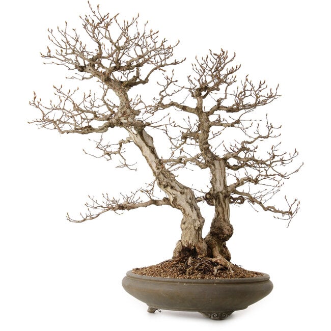 Carpinus coreana, 73 cm, ± 35 años, con un nebari de 24 cm
