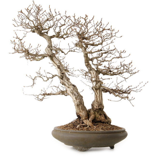Carpinus coreana, 73 cm, ± 35 ans, avec un nebari de 24 cm