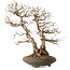 Carpinus coreana, 73 cm, ± 35 years old, with a nebari of 24 cm