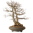 Carpinus coreana, 73 cm, ± 35 years old, with a nebari of 24 cm