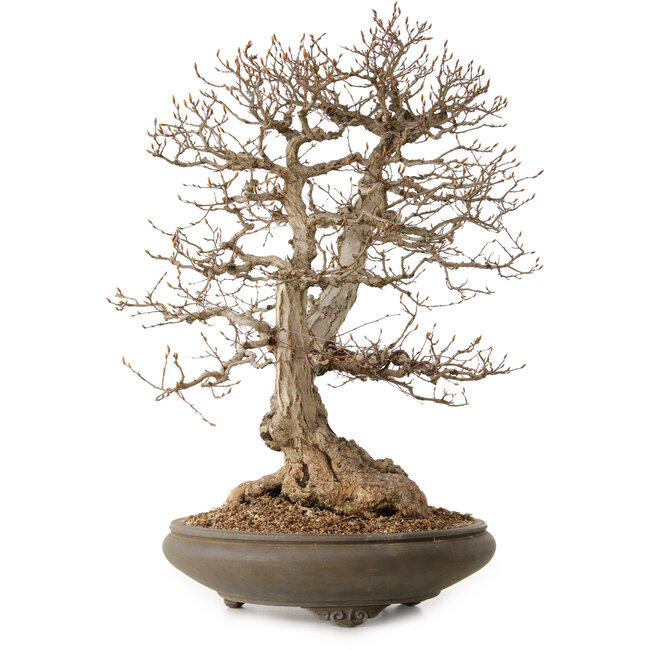 Carpinus coreana, 73 cm, ± 35 jaar oud, met een nebari van 24 cm