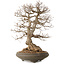Carpinus coreana, 73 cm, ± 35 anni, con nebari di 24 cm