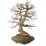 Carpinus coreana, 73 cm, ± 35 ans, avec un nebari de 24 cm