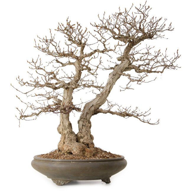 Carpinus coreana, 73 cm, ± 35 years old, with a nebari of 24 cm