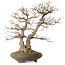 Carpinus coreana, 73 cm, ± 35 Jahre alt, mit einem Nebari von 24 cm