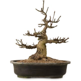 Euonymus alatus, 58 cm, ± 25 ans