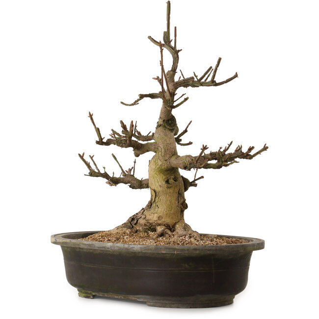 Euonymus alatus, 58 cm, ± 25 ans, avec un nebari de 30 cm