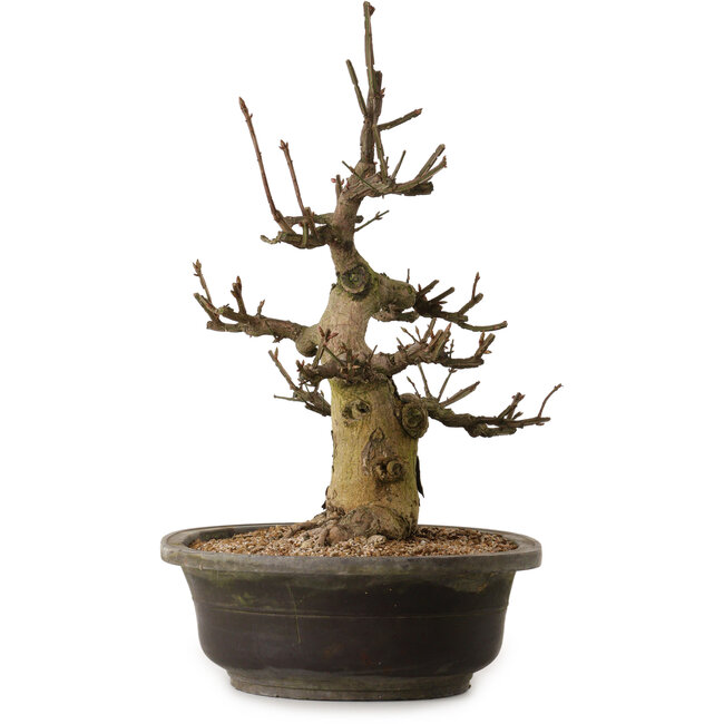 Euonymus alatus, 58 cm, ± 25 anni, con un nebari di 30 cm