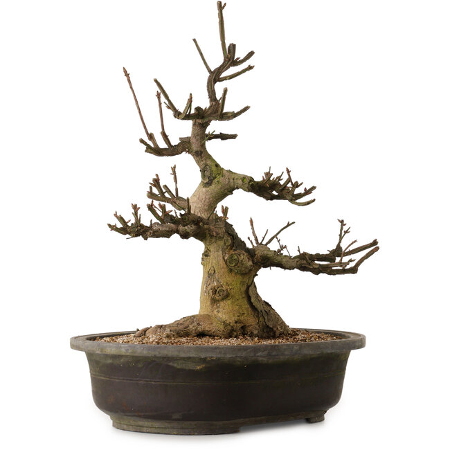 Euonymus alatus, 58 cm, ± 25 Jahre alt, mit einem Nebari von 30 cm