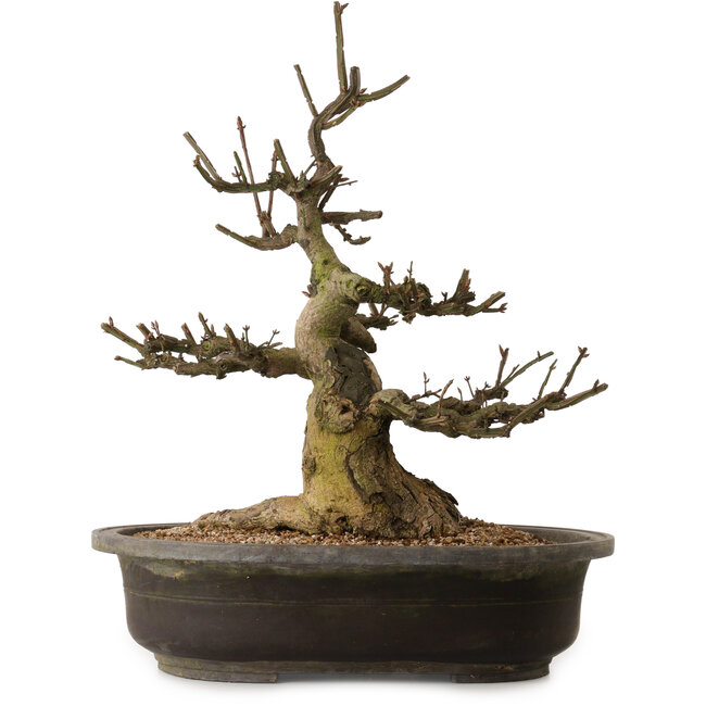 Euonymus alatus, 58 cm, ± 25 jaar oud, met een nebari van 30 cm