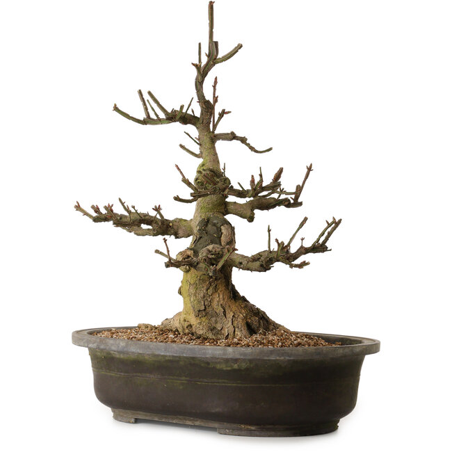 Euonymus alatus, 58 cm, ± 25 jaar oud, met een nebari van 30 cm