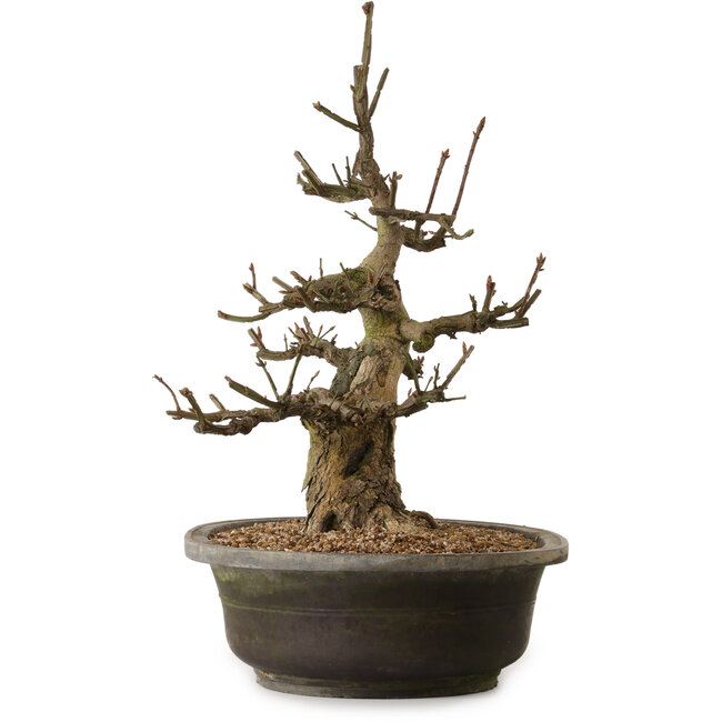 Euonymus alatus, 58 cm, ± 25 years old, with a nebari of 30 cm