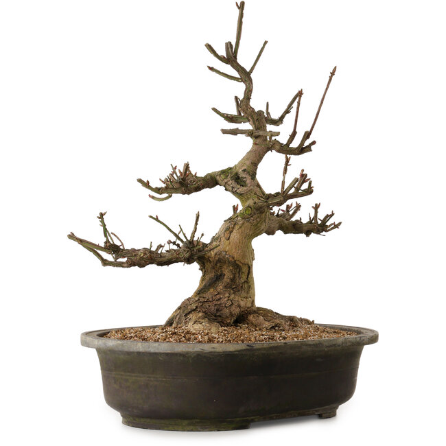 Euonymus alatus, 58 cm, ± 25 años de edad, con un nebari de 30 cm