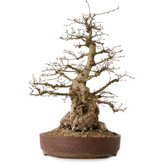 Carpinus coreana, 61 cm, ± 30 ans