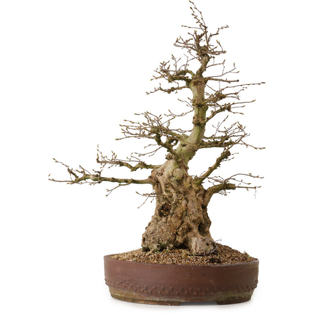 Carpinus coreana, 61 cm, ± 30 años, con un nebari de 25 cm