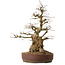 Carpinus coreana, 61 cm, ± 30 jaar oud, met een nebari van 25 cm
