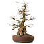 Carpinus coreana, 61 cm, ± 30 years old, with a nebari of 25 cm