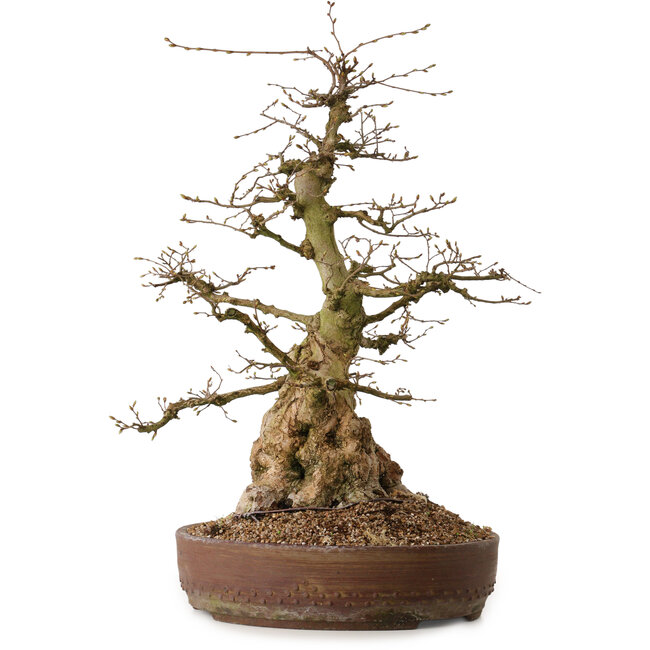 Carpinus coreana, 61 cm, ± 30 anni, con nebari di 25 cm