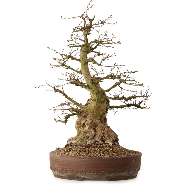 Carpinus coreana, 61 cm, ± 30 años, con un nebari de 25 cm