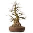 Carpinus coreana, 61 cm, ± 30 ans, avec un nebari de 25 cm