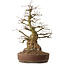 Carpinus coreana, 61 cm, ± 30 years old, with a nebari of 25 cm
