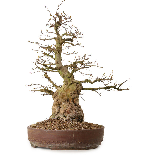 Carpinus coreana, 61 cm, ± 30 jaar oud, met een nebari van 25 cm