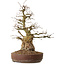 Carpinus coreana, 61 cm, ± 30 years old, with a nebari of 25 cm