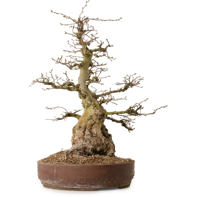 Carpinus coreana, 61 cm, ± 30 years old, with a nebari of 25 cm