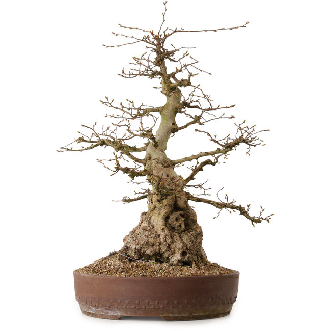 Carpinus coreana, 61 cm, ± 30 anni, con nebari di 25 cm