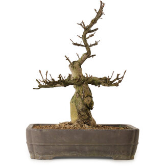 Euonymus alatus, 57 cm, ± 25 jaar oud