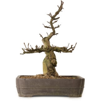 Euonymus alatus, 57 cm, ± 25 Jahre alt