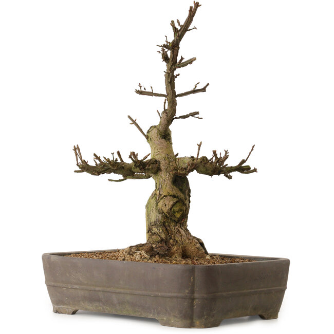 Euonymus alatus, 57 cm, ± 25 Jahre alt, mit einem Nebari von 20 cm