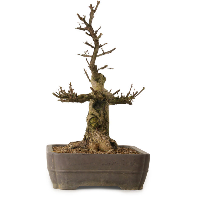 Euonymus alatus, 57 cm, ± 25 ans, avec un nebari de 20 cm