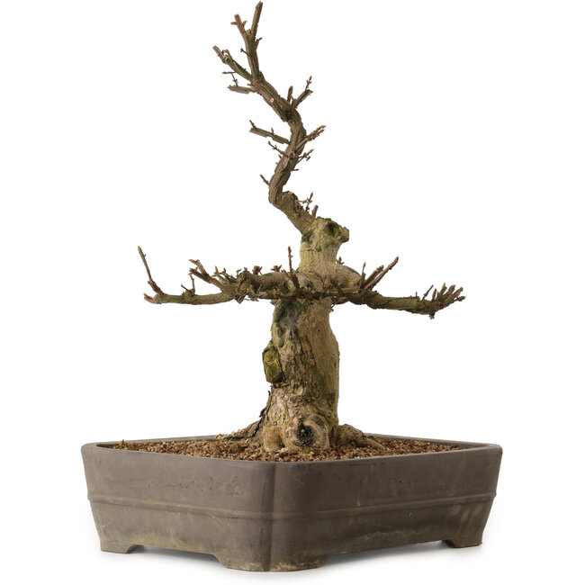 Euonymus alatus, 57 cm, ± 25 Jahre alt, mit einem Nebari von 20 cm