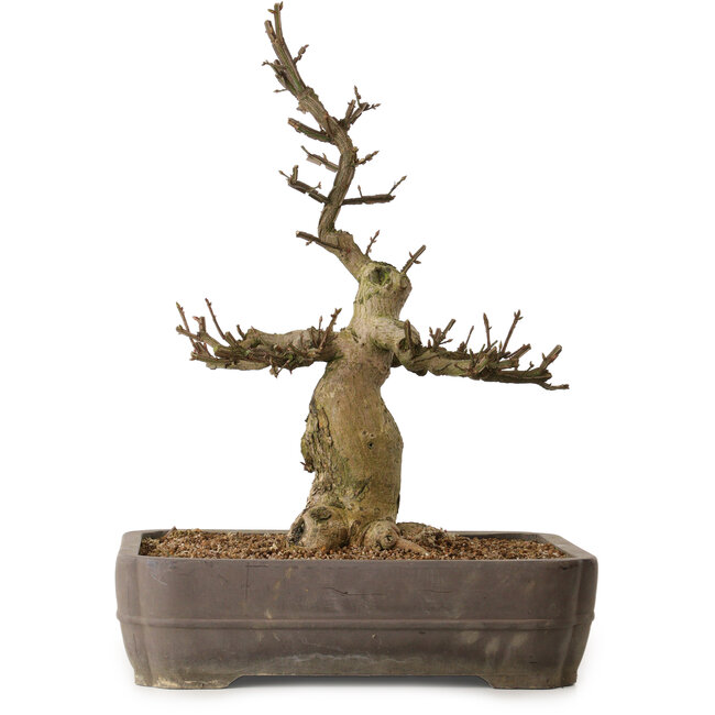 Euonymus alatus, 57 cm, ± 25 Jahre alt, mit einem Nebari von 20 cm