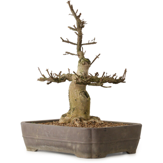 Euonymus alatus, 57 cm, ± 25 anni, con un nebari di 20 cm