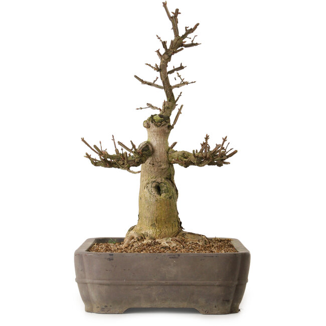 Euonymus alatus, 57 cm, ± 25 ans, avec un nebari de 20 cm