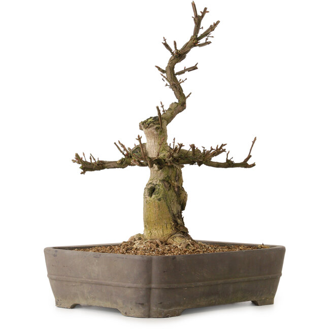 Euonymus alatus, 57 cm, ± 25 jaar oud, met een nebari van 20 cm