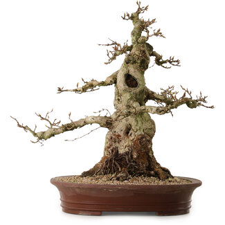 Carpinus coreana, 56 cm, ± 35 years old