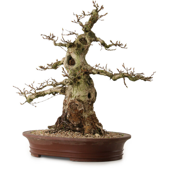 Carpinus coreana, 56 cm, ± 35 ans, avec un nebari de 30 cm