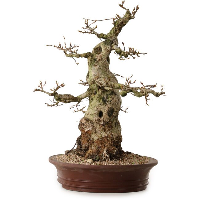 Carpinus coreana, 56 cm, ± 35 jaar oud, met een nebari van 30 cm