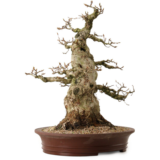 Carpinus coreana, 56 cm, ± 35 ans, avec un nebari de 30 cm