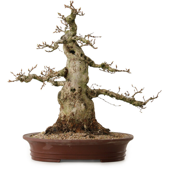 Carpinus coreana, 56 cm, ± 35 jaar oud, met een nebari van 30 cm