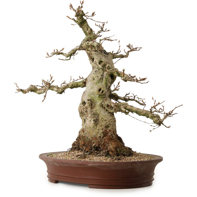 Carpinus coreana, 56 cm, ± 35 anni, con nebari di 30 cm