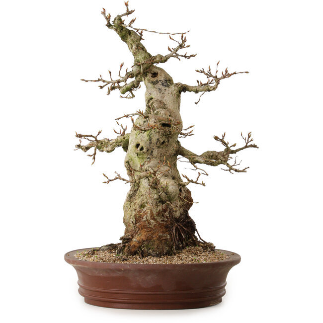 Carpinus coreana, 56 cm, ± 35 jaar oud, met een nebari van 30 cm
