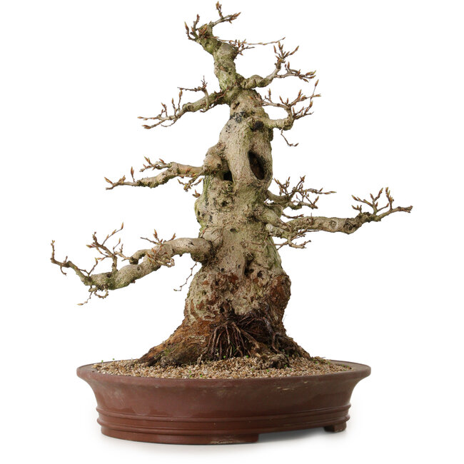 Carpinus coreana, 56 cm, ± 35 Jahre alt, mit einem Nebari von 30 cm